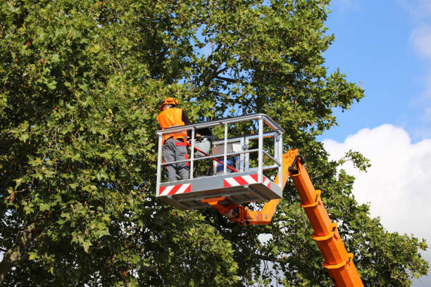 Platteville, WI Tree Services Company