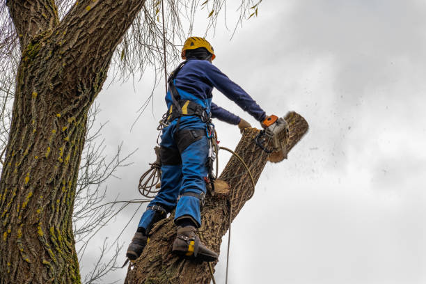 Leaf Removal in Platteville, WI